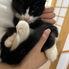 【里親様決定】⭐️迎えにきてね三四郎黒白ハチワレ3ヶ月