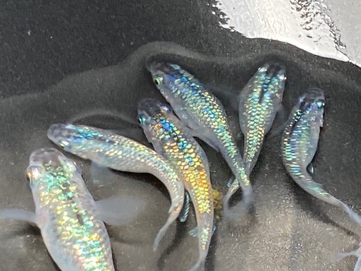 サファイア　稚魚、若魚100匹