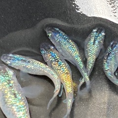 サファイア　稚魚、若魚100匹