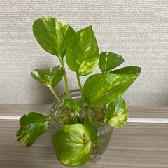 斑入りポトス苗