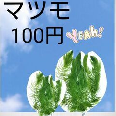 ☀️メダカすくい・ミナミヌマエビすくい・各種販売☀️の画像