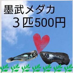 ☀️メダカすくい・ミナミヌマエビすくい・各種販売☀️の画像