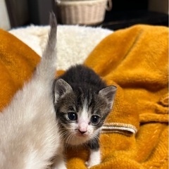 トラ柄子猫(オス)決定しました