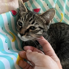 ⭐️迎えにきてね二太キジトラ♀