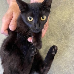 生後2ヶ月半くらいの子猫(女の子)