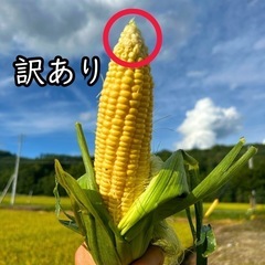 朝どれ新鮮　北海道美瑛産　とうきび12本の画像