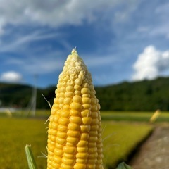 朝どれ新鮮　北海道美瑛産　とうきび12本の画像