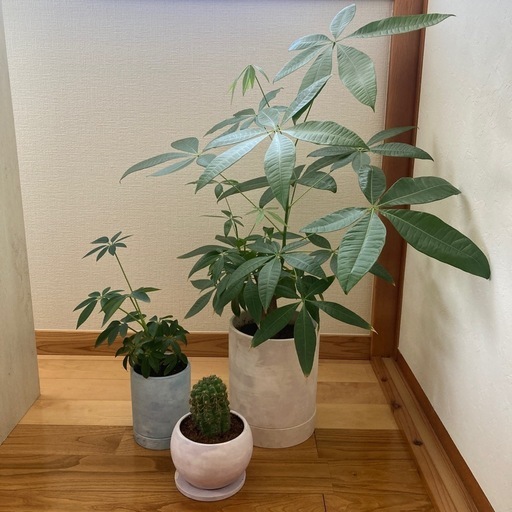 観葉植物とデザインポット