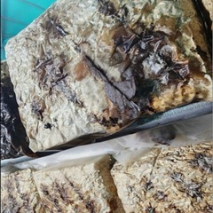 キクラゲ　廃菌床ブロック　