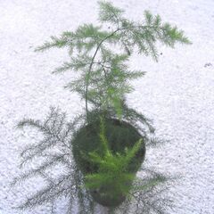 観葉植物・アスパラガス