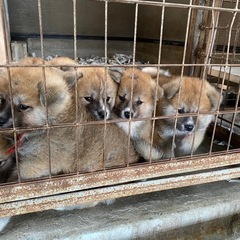 秋田犬専門犬舎　浜大将　子犬出産情報