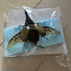 ヘラクレスオオカブト標本