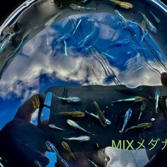MIXメダカ
