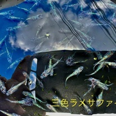 三色ラメサファイア　メダカ
