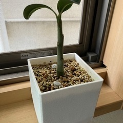 アデニウム　オベスム、塊根植物の画像