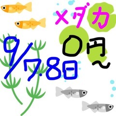 【0円〜】【めだか】メダカの卵、稚魚、若魚【固定品種やミックス等】