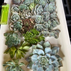 多肉植物　寄植えセット①　
