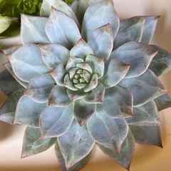 多肉植物　寄植えセット①　の画像