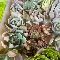 多肉植物　寄植えセット①　の画像