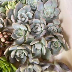 多肉植物　寄植えセット①　の画像