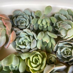 多肉植物　寄植えセット①　の画像