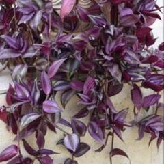 トラディスカンチア、セブリナ鉢植えの画像