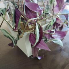 トラディスカンチア、セブリナ鉢植えの画像