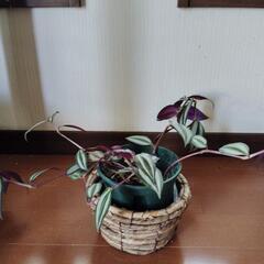 トラディスカンチア、セブリナ鉢植えの画像