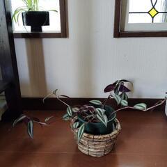 トラディスカンチア、セブリナ鉢植えの画像