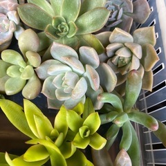 多肉植物　寄植えセット②の画像