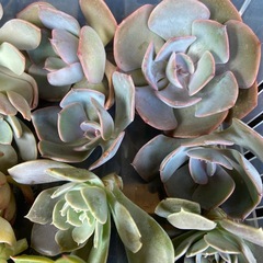 多肉植物　寄植えセット②の画像
