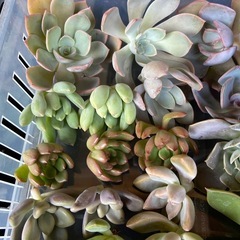 多肉植物　寄植えセット②