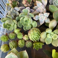 多肉植物　寄植えセット②の画像