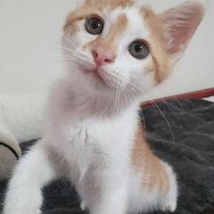 抱っこ大好き　ふくちゃん