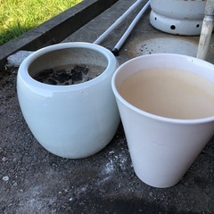 鉢の画像