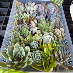多肉植物　寄植えセット②の画像