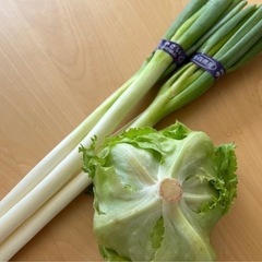 受け渡し者【決定】④国産野菜セット！長ねぎ・レタス！訳あり品