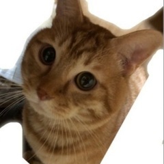 生涯の家族を探しています🐱、
