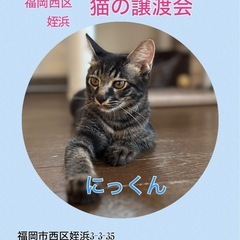 多頭飼育崩壊レスキューっ子のにっくん❣️10月20日(日)姪浜の...