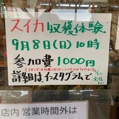 スイカ🍉収穫体験