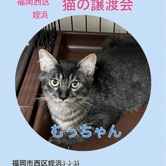ナイーブでシャイボーイのむっちゃん♡10月20日(日)姪浜の譲渡...