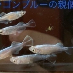 ドラゴンブルーの稚魚（1センチ前後）10匹600円です！ ＋欲し...