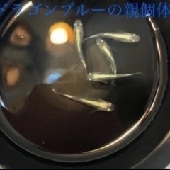 ドラゴンブルーの稚魚（1センチ前後）10匹600円です！ ＋欲しい方は＋5匹までサービスします🉐の画像