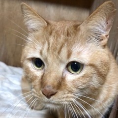 生涯の家族を探しています🐱