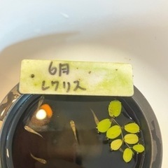 レクリスの稚魚（1センチ前後）7匹600円です！ ＋欲しい方は＋3〜5匹まで無料でサービスします🉐 お陰様で数が減ってきましたがまだ増えてきているので上記の条件でお譲りします☺️⭐️の画像