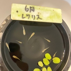 レクリスの稚魚（1センチ前後）7匹600円です！ ＋欲しい方は＋3〜5匹まで無料でサービスします🉐 お陰様で数が減ってきましたがまだ増えてきているので上記の条件でお譲りします☺️⭐️の画像