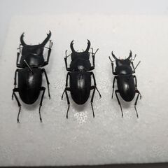 北海道産アカアシクワガタ