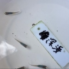 深海メダカの稚魚（1センチ前後）〜若魚サイズ！！6匹600円です...
