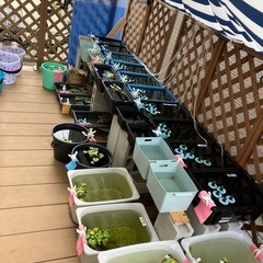 深海メダカの稚魚（1センチ前後）〜若魚サイズ！！6匹600円です！ ＋欲しい方は＋3〜5匹までサービスします🉐 お陰様で数が減ってきましたがまだ増えてきているので上記の条件でお譲りします☺️🌟の画像