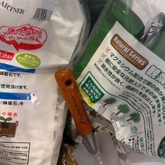 モンステラ+土などの画像